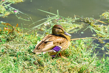 Beautiful wild duck on the shore of a city lake on a warm summer day among the greenery.