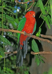 AUSTRALIAN KING PARROT alisterus scapularis, ADULT STANDING ON BRANCH, AUSTRALIA