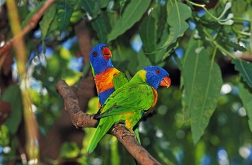 RAINBOW LORIKEET trichoglossus haematodus moluccanus, PAIR STANDING ON BRANCH, AUSTRALIA