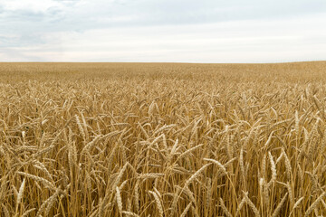 Yellow Field of wheat in the middle of Russia