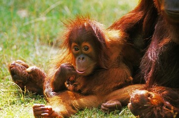 ORANG UTAN pongo pygmaeus, MOTHER WITH BABY SITTING ON GRASS