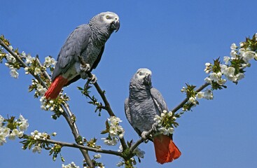 Obraz premium AFRICAN GREY PARROT psittacus erithacus, ADULTS STANDING ON BRANCH