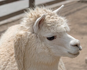 Beautiful lama portrait © AVD
