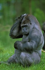EASTERN LOWLAND GORILLA gorilla gorilla graueri, MALE SCRATCHING ITS HEAD