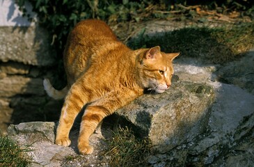 RED TABBY DOMESTIC CAT, ADULT RUBBING AGAINST ROCK