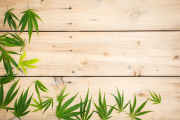Fresh Hemp Leaves on the wooden background as a decoration