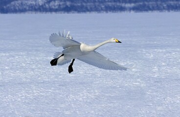 WHOOPER SWAN cygnus cygnus, ADULT IN FLIGHT, HOKKAIDO ISLAND IN JAPAN