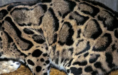  CLOUDED LEOPARD neofelis nebulosa, CLOSE-UP OF FUR © slowmotiongli