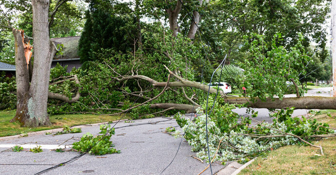 Trees and electric wires laying across residential street after storm
