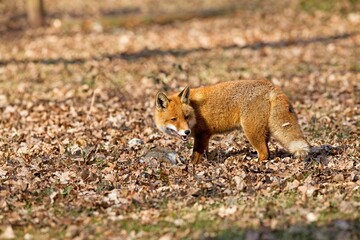 RED FOX vulpes vulpes, MALE WITH A RABBIT KILL, NORMANDY IN FRANCE