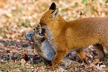 RED FOX vulpes vulpes, MALE CARRYING KILL, A RABBIT, NORMANDY IN FRANCE