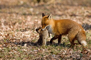 RED FOX vulpes vulpes, MALE WITH A RABBIT KILL, NORMANDY IN FRANCE