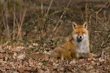 Naklejka na ściany i meble RED FOX vulpes vulpes, MALE STANDING ON FALLEN LEAVES, NORMANDY IN FRANCE