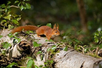RED SQUIRREL sciurus vulgaris, ADULTE STANDING ON TRUNK, NORMANDY