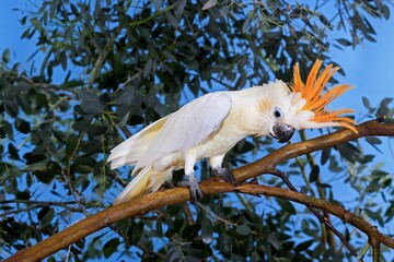 CITRON-CRESTED COCKATOO cacatua sulphurea citrinocristata, ADULT STANDING ON BRANCH