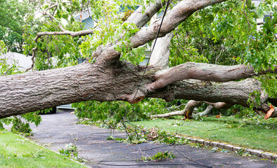 Tree lying across driveway of home balancing on electric wire