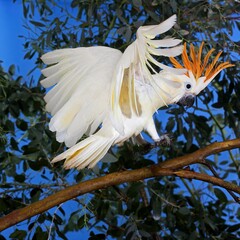 CITRON-CRESTED COCKATOO cacatua sulphurea citrinocristata, ADULT LANDING ON BRANCH