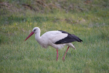 stork walks through the meadow in search of food at sunset.