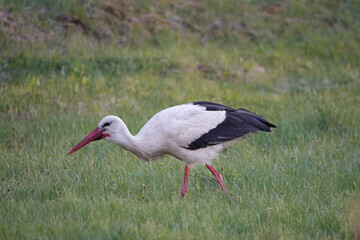 stork walks through the meadow in search of food at sunset.