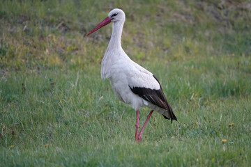 stork walks through the meadow in search of food at sunset.