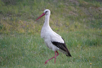 stork walks through the meadow in search of food at sunset.