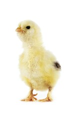 CHICK AGAINST WHITE BACKGROUND