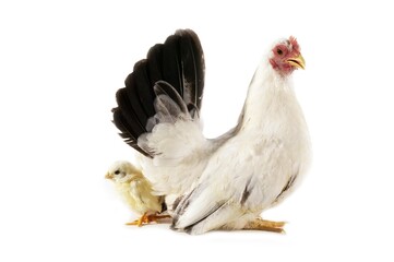NAGASAKI DOMESTIC CHICKEN, HEN WITH CHICK AGAINST WHITE BACKGROUND