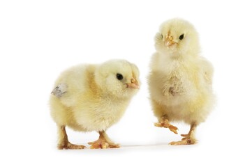 CHICKS AGAINST WHITE BACKGROUND