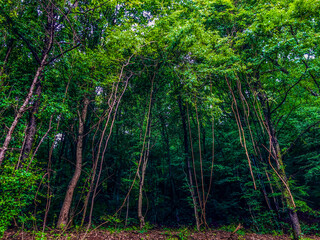 trees in the forest