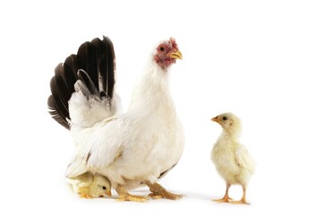 NAGASAKI DOMESTIC CHICKEN, HEN WITH CHICKS AGAINST WHITE BACKGROUND