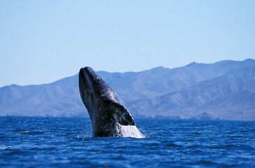 GREY WHALE OR GRAY WHALE eschrichtius robustus, ADULT BREACHING, BAJA CALIFORNIA IN MEXICO