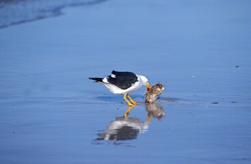 KELP GULL larus dominicanus, ADULT EATING A PORCUPINE FISH ON THE BEACH, MEXICO