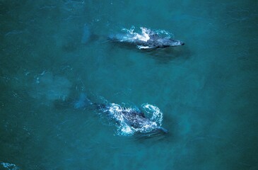 GREY WHALE OR GRAY WHALE eschrichtius robustus, PAIR, AERIAL VIEW, BAJA CALIFORNIA IN MEXICO