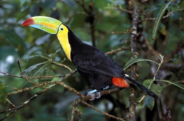 KEEL-BILLED TOUCAN ramphastos sulfuratus, ADULT STANDING ON BRANCH, COSTA RICA