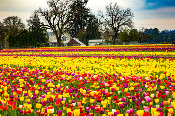 Woodburn, Oregon;  A field of tulips with a farm house in the background, near Woodburn, Oregon