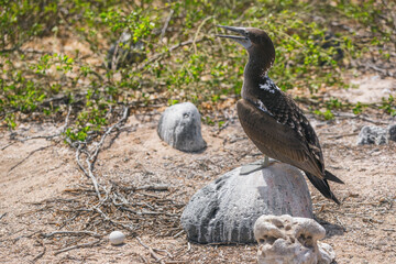 Blue-footed Booby watching over egg in ground nest - Iconic and famous galapagos animals and wildlife. Blue footed boobies are native to the Galapagos Islands, Ecuador, South America.