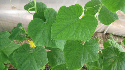 Cucumber leaf (eligible for image processing )
Camera: Canon DIGITAL IXUS 75