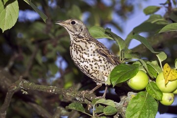 MISTLE THRUSH turdus viscivorus, ADULT STANDING IN APPLE TREE, NORMANDY