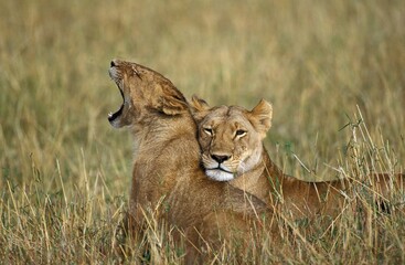 AFRICAN LION panthera leo, FEMALES STANDING ON LONG GRASS, KENYA