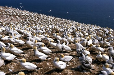 Fototapeta premium NORTHERN GANNET sula bassana, NESTING COLONY, BONAVENTURE ISLAND IN QUEBEC