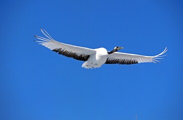 Fototapeta premium JAPANESE CRANE grus japonensis, ADULT IN FLIGHT, HOKKAIDO ISLAND IN JAPAN