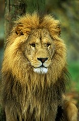 Fototapeta na wymiar AFRICAN LION panthera leo, PORTRAIT OF MALE