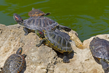 red-eared turtles basking in the sun