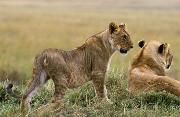 AFRICAN LION panthera leo, FEMALE WITH CUB, KENYA