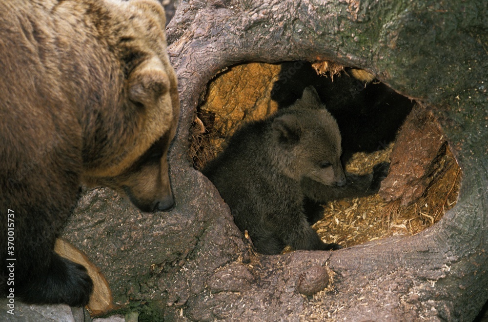 Poster BROWN BEAR ursus arctos, FEMALE WITH CUB AT DEN ENTRANCE