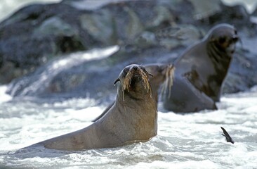 Naklejka premium SOUTH AFRICAN FUR SEAL arctocephalus pusillus, CAPE CROSS IN NAMIBIA