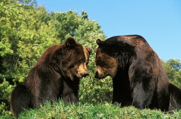 BROWN BEAR ursus arctos, ADULTS STANDING HEAD TO HEAD