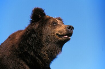 BROWN BEAR ursus arctos, PORTRAIT OF ADULT