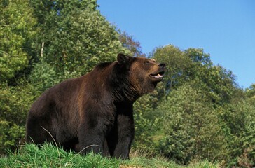BROWN BEAR ursus arctos, ADULT STANDING ON GRASS