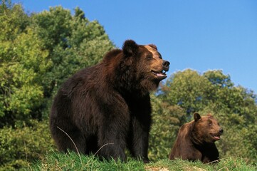 BROWN BEAR ursus arctos